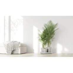 Ecopots Pflanztopf Dubai Weiß 56 Cm X 30 Cm 5 Ecopots Pflanztopf Dubai Weiß 56 Cm X 30 Cm -Gartenwelt Günstiges Geschäft 11012100 DubaiPureWhite 90