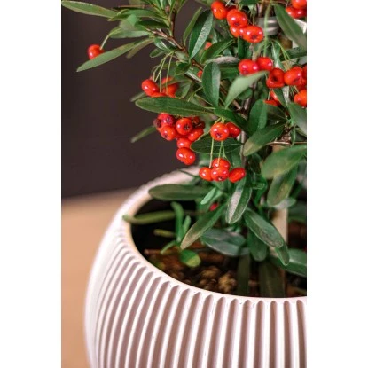 Capi Pflanztopf Groove Kugel Elfenbein 18 Cm X 15 Cm 2 Capi Pflanztopf Groove Kugel Elfenbein 18 Cm X 15 Cm – Bild 2