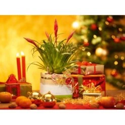 Lechuza Pflanzgefäß Yula 17 Cm X 17 Cm X 15 Cm Weiß-Grün -Gartenwelt Günstiges Geschäft 262803 4186 5