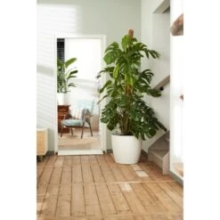 Elho Blumentopf Brussels Rund Mit Rollen Ø 35 Weiß -Gartenwelt Günstiges Geschäft 8360893 4667 4