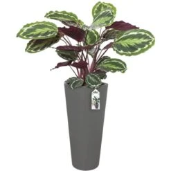 Elho Blumentopf Pure Straight Hoch Ø 38,5 Cm Anthrazit -Gartenwelt Günstiges Geschäft 8711904193966 4667 04