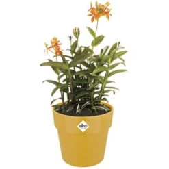 Elho Blumentopf B.for Original Mit Rollen Ø 35 Cm Ocker -Gartenwelt Günstiges Geschäft 8711904331528 4667 06