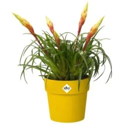 Elho Blumentopf B.for Original Mit Rollen Ø 35 Cm Ocker -Gartenwelt Günstiges Geschäft 8711904331528 4667 07