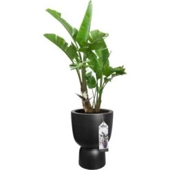 Elho Blumentopf Pure Coupe Ø 34,9 Cm Schwarz 16 Elho Blumentopf Pure Coupe Ø 34,9 Cm Schwarz -Gartenwelt Günstiges Geschäft 8711904492649 4667 06