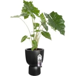 Elho Blumentopf Pure Coupe Ø 34,9 Cm Schwarz 17 Elho Blumentopf Pure Coupe Ø 34,9 Cm Schwarz -Gartenwelt Günstiges Geschäft 8711904492649 4667 07