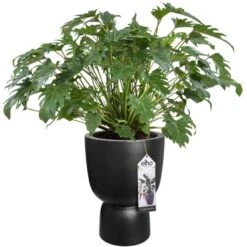 Elho Blumentopf Pure Coupe Ø 34,9 Cm Schwarz 18 Elho Blumentopf Pure Coupe Ø 34,9 Cm Schwarz -Gartenwelt Günstiges Geschäft 8711904492649 4667 08