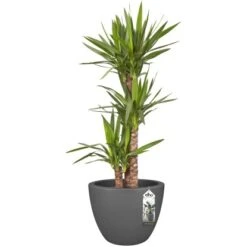 Elho Blumentopf Pure Soft Mit Rollen Ø 39 Cm Anthrazit -Gartenwelt Günstiges Geschäft 966894 4667 05