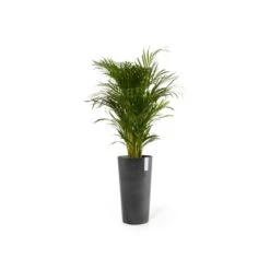 Ecopots Pflanztopf Amsterdam Extrahoch Dunkelgrau 50 Cm X 90 Cm -Gartenwelt Günstiges Geschäft AmsterdamHigh90DarkGrey 01